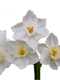 Beyaz Nergis Çiçeği