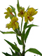 Sarı Astomerya Çiçeği